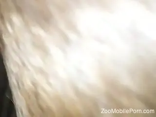 Severe animal sex scenes in closeup during home zoophilia
