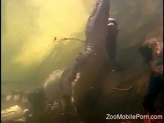 Crocodiles fucking under water causes horny man a lot of pleasure
