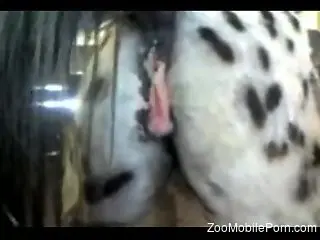 horse's wet vagina makes horny zoo porn lover to drool