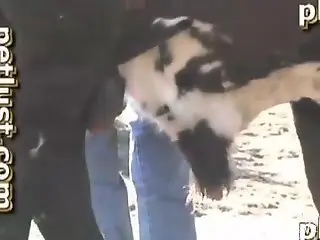 Horny cowboy craves for the horny bull's big dick