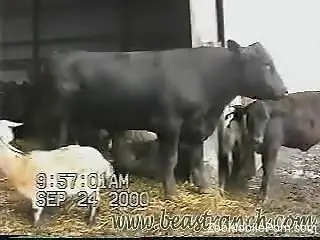 Horny bull's huge dick makes the zoo porn lover to drool