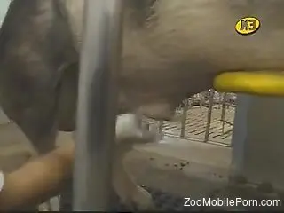 Man plays with the pig's dick in pretty kinky modes
