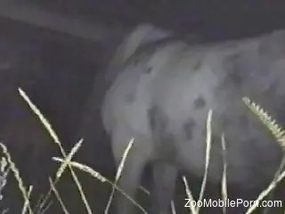 Man hard fucked horse in the pussy and cums all over it