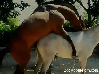 horses fuck hard in front of his eyes and he feels aroused