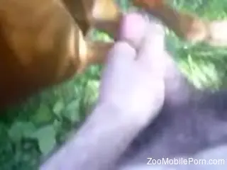 Jerk off turns into a kinky zoo tryout for the horny man