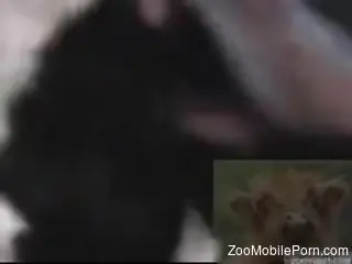 Closeup with a man deep fucking his furry animal in the ass