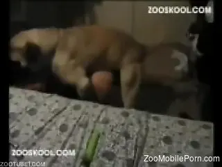 Horny mutt humps the tight female after she masturbates