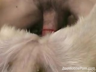 Man fucks furry dog in the pussy and cums on its fur