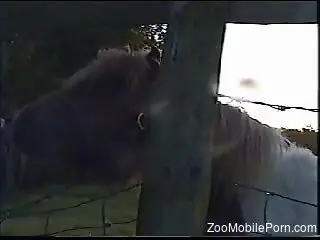 Horse makes horny guy to crave for sex while filming it