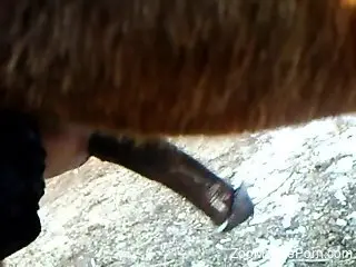 Man enjoys naughty zoophilia on cam with his horse