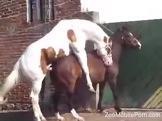 Stallion fucks its female and the horny dude tapes it
