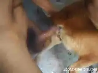 Horny man enjoys the dog for a few rounds of heavy sex