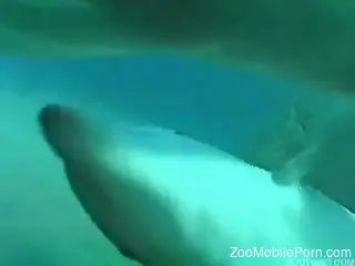 Underwater stimulation for a diver with passion for zoophilia