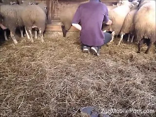 Man wants to fuck a sheep in the ass and cum on its fur
