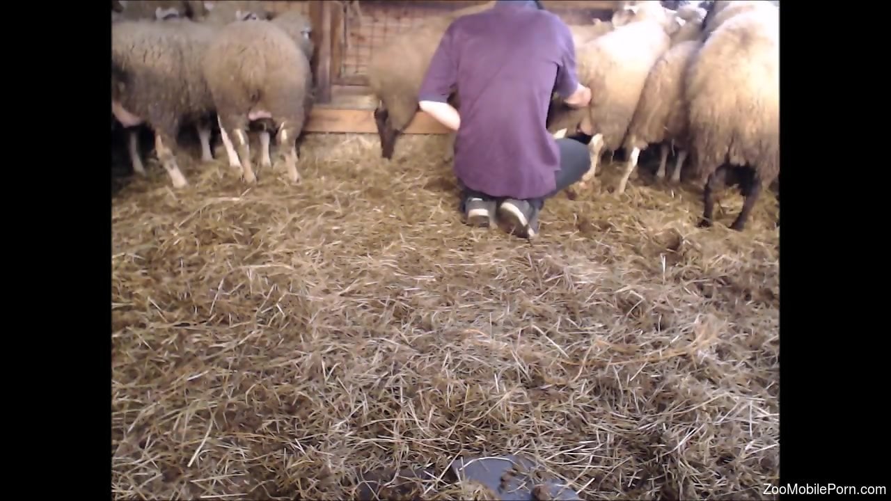 Man fucking a female sheep - XXX photo