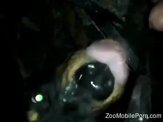 Slutty scenes of dog porn with one man and his trustful friend