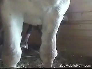 The horse's huge dick makes the zoophilia lad to crave for sex