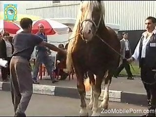 Stallion's huge penis causes horny man a lot of lust
