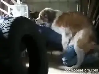 Furry mutt humps his master in the ass until the last drop