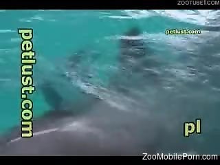 Man jerks off dolphin and craves to feel the penis in his mouth