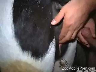 Man deep fucks cow and enjoys the warmth of its pussy