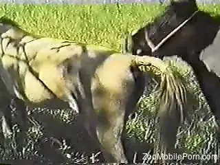 Hardcore animal-on-animal action recorded outdoors