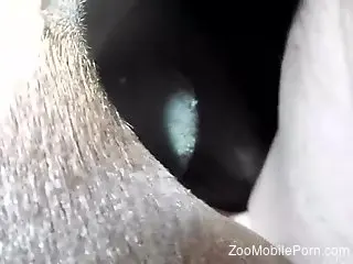 Sexy mare getting banged brutally by a kinky stud