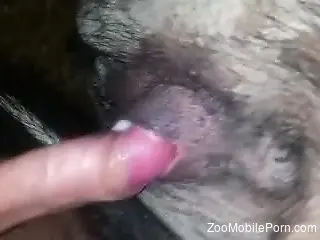 Dude fucking an animal's tight hole with his hard cock