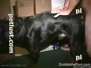 There's a sexy dog that gets fucked hard by the owner