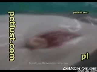 Dude fiddling with a dolphin's cute-looking cock