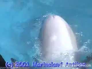Dude is happy to play around with a dolphin's cock