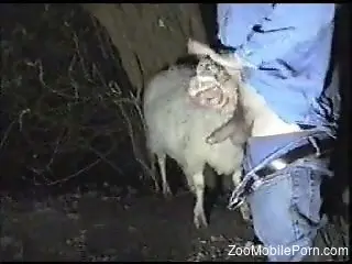 Canadian tuxedo dude face-fucking a submissive sheep