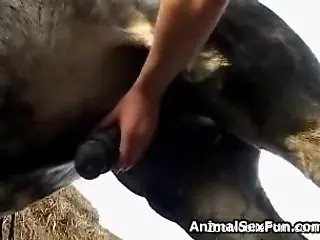 Dark-haired babe jerks a stallion's hard cock outdoors