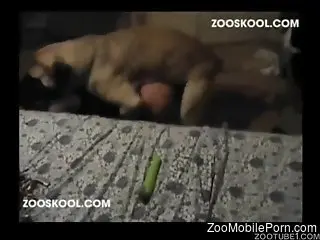 Ruff sex with a hot animal in an amateur video