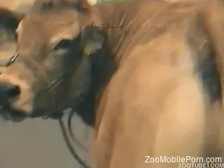 Hot cow proudly showing off her pussy and asshole