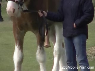 Shy pony showing off its huge dick in a free porn vid