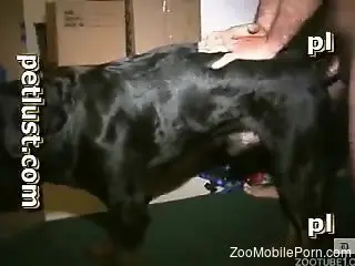 Dude proudly shows her dog's freshly gaped pussy