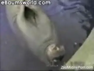 Sexy seal jerking its massive cock for the camera