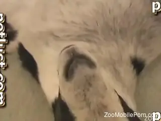 First time bestiality fucking for a submissive beast