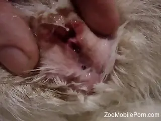 Dude proudly showcasing an animal's creampied pussy