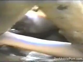 Wonderful amateur video with experienced zoophile babes