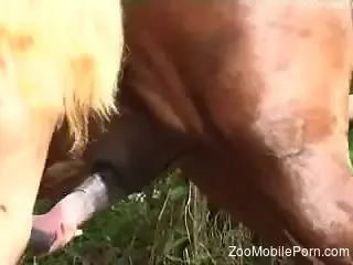 Well-endowed stallion banging a blond-haired beauty