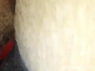 Wet pussy mare getting fucked by a hung zoophile