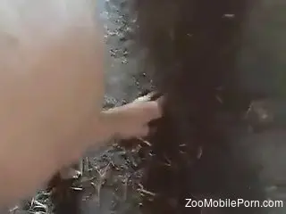 Dude fucking a very sexy farm animal from behind