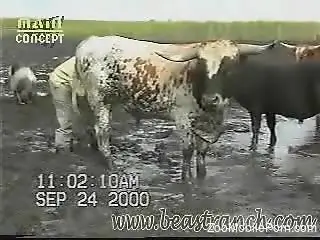 Sexy bull flashing its dick while chilling outdoors