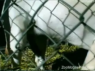 animals xxx