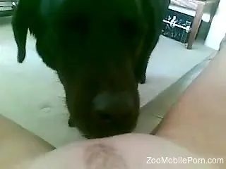 Mature zoophile cunt getting licked by a dog