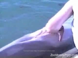 Dolphin Porn