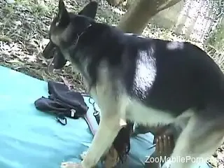Brunette Latina pleasuring a red-dicked dog