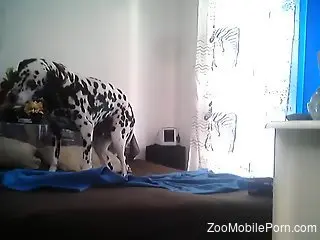 Amateur man wants to ruin his dog's ass on live cam